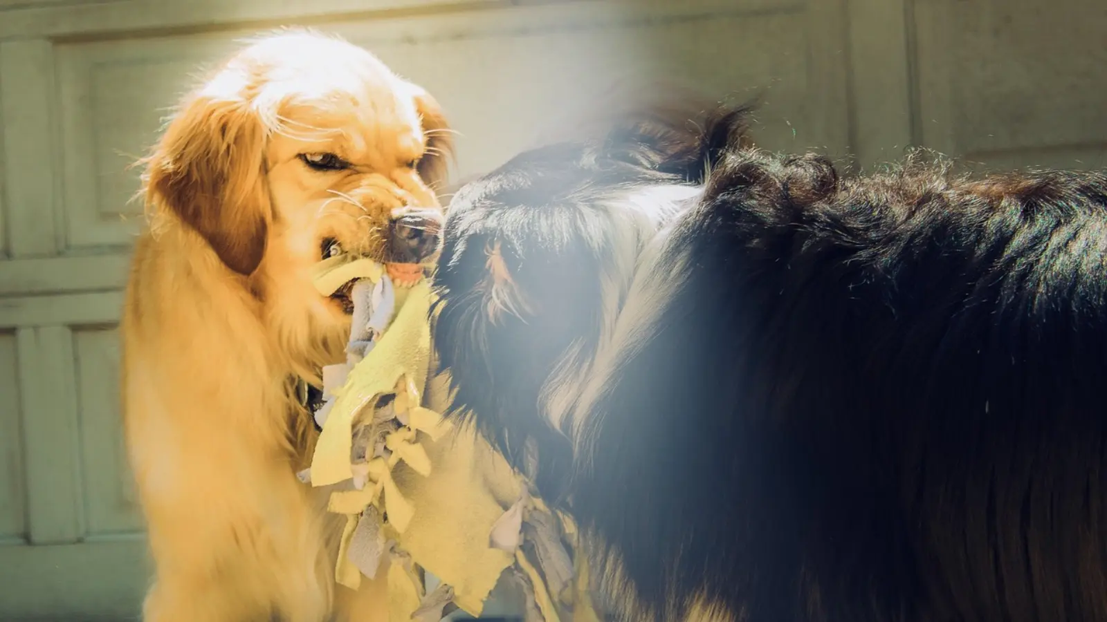 Almanya'da köpek saldırıları: Resmi veriler en riskli ırkları ortaya koydu