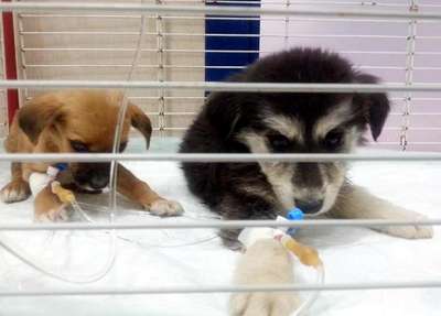 'Ölüm kampı'ndaki köpeklere sıcak yuva