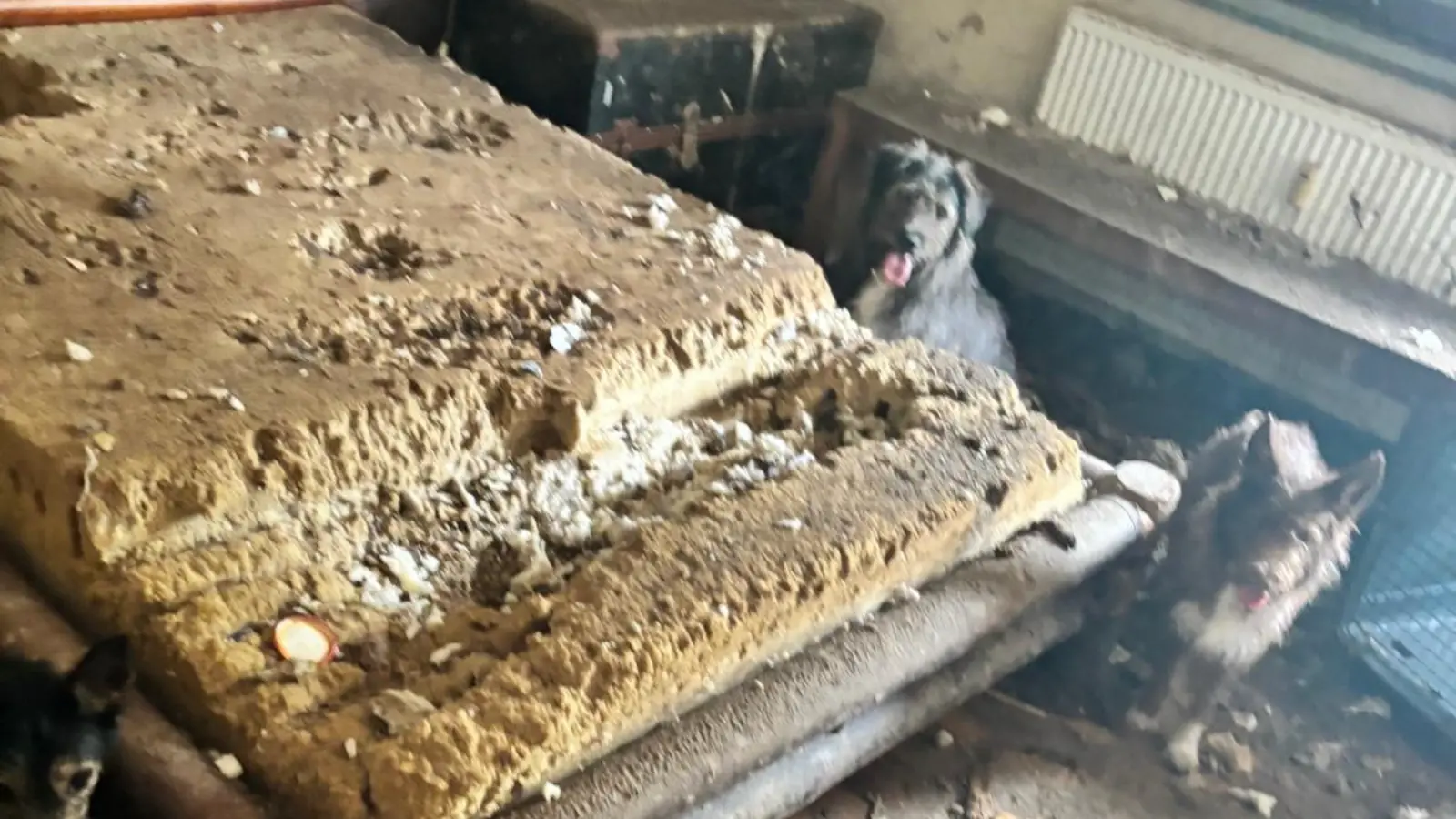 Aç kalan köpekler sahiplerinin bedenini yemeye başladı