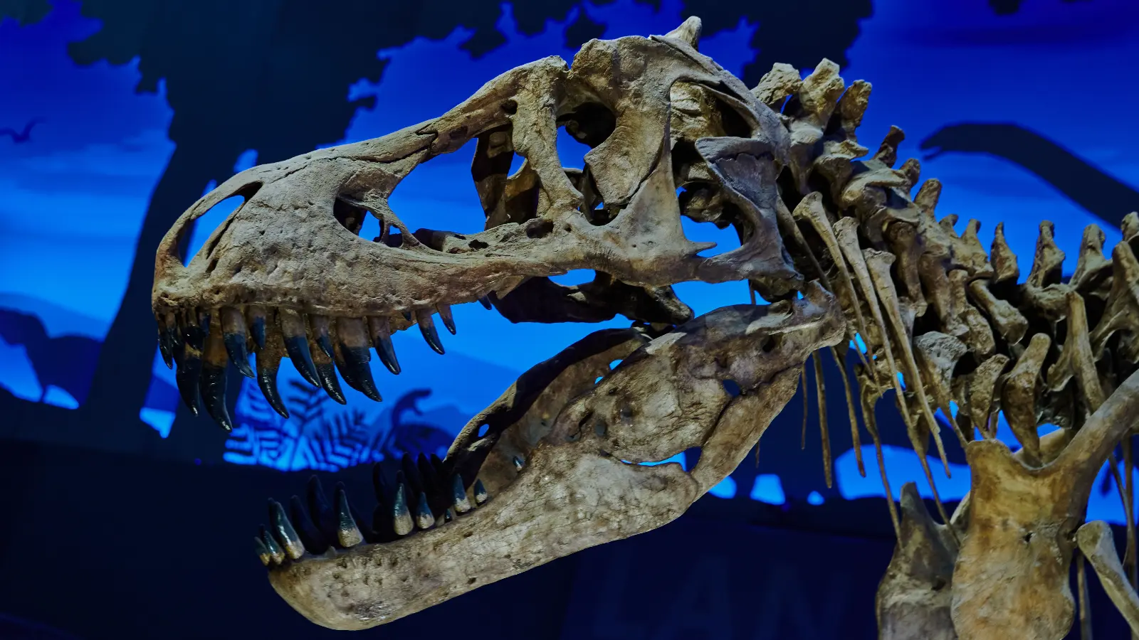 67 milyon yıllık T. rex iskeleti 19 milyon dolardan satışa çıkıyor