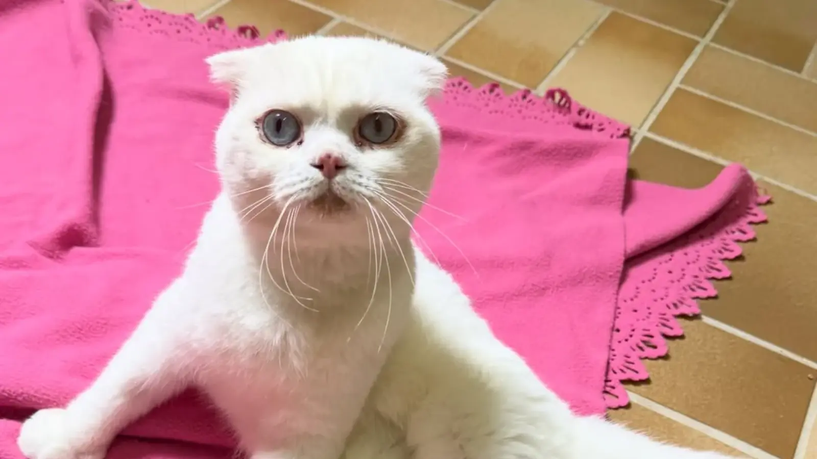 Türkiye tatilinde satın alınan Scottish Fold kedi Köln'deki hayvan barınağına düştü