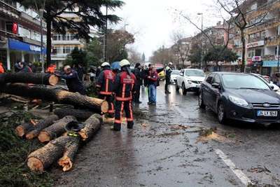 Bağdat Caddesi'nde ağaç yol ortasına devrildi