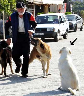 Bodrum'da vahşet