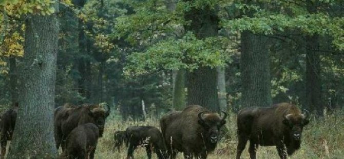 Avrupa’nın son bakir ormanı katlediliyor