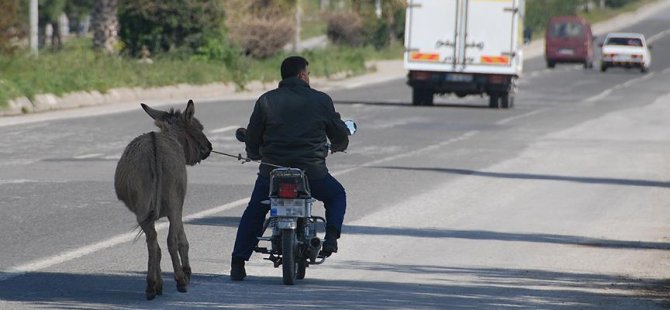 Fotoğraftaki eşek hangisi?