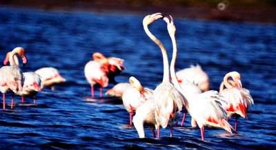 Flamingolardan Sevgililer Günü'ne özel görüntüler