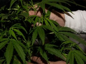 İlaç yerine marihuana önerisi