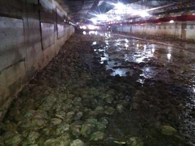 TAŞAN GEDİZ NEHRİ'NİN FATURASI AĞIR OLDU