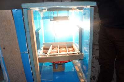 Yalıtım malzemesinden kuluçka makinesi yaptı