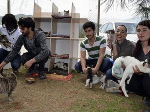 Üniversite öğrencileri 'Kediversite' kurdu