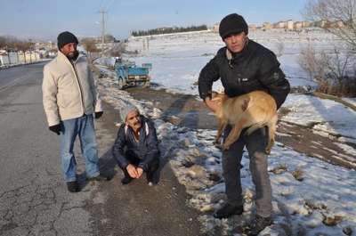 Yaralı köpeğe sahip çıktı