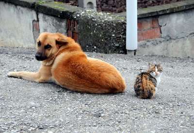 KEDİ İLE KÖPEK BİRLİKTE GÜNEŞLENDİ