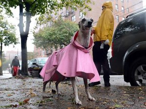 Fransa'da köpekler fişlenecek