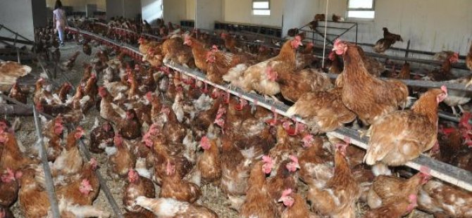 Almanya'da kuş gribi hızla yayılıyor