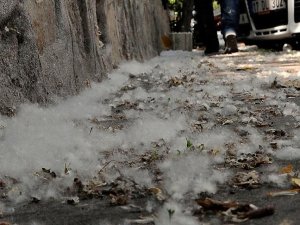 'Polenlerden rahatsızlık duymayın'