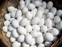 Almanya'da yine yumurta krizi