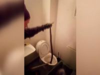 Evin tuvaletinden boa yılanı çıktı