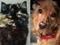 Kedi ve köpek satışı yasaklanıyor