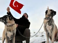 'Neden Sivas’tan İtalya’ya Kangal getirmiyoruz?'