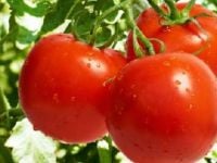 17 ton Türk domatesini ülkeye almadı