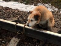 Köpeği raylara bağladılar