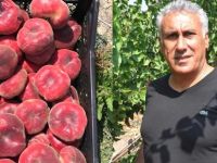 Gurbetçi memleketinde 60 ton meyve üretiyor