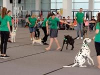 Almanya’da 4 bin köpek güzellikte yarıştı