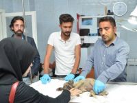 Gurbetçi aile yaralı köpek için 80 km yol gitti