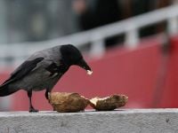 Fast food kargaların da kolesterolünü yükseltti
