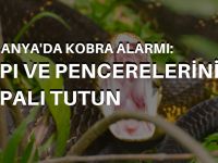 Almanya'da evden kaçan kobra aranıyor