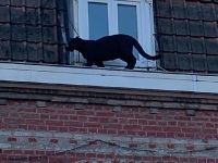 Çatı katında panter şoku