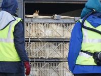 100 binden fazla kümes hayvanı itlaf edildi
