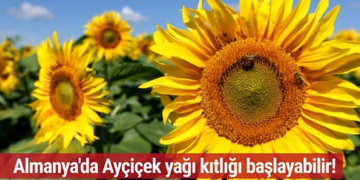 Almanya'da ayçiçek yağı kıtlığı başlayabilir!