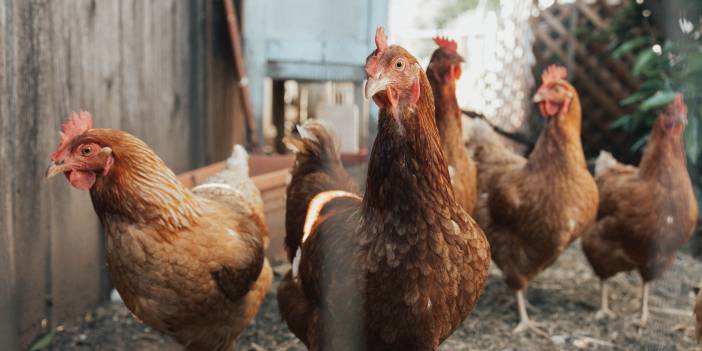 Almanya da etkilendi: Salmonella istilası