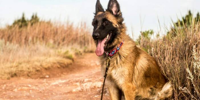 Berlin'de havai fişek sesleri köpeği çılgına çevirdi: Polisi ısırdı, vurularak durduruldu