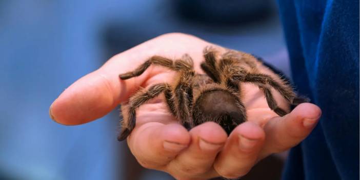 Düsseldorf’tan kalkan uçakta tarantula paniği: Pilotu ısırdı