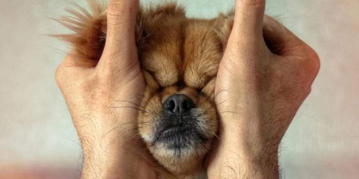 İşte liste... Almanya'nın en köpek dostu şehri belli oldu