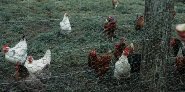 Almanya'da kuş gribi alarmı