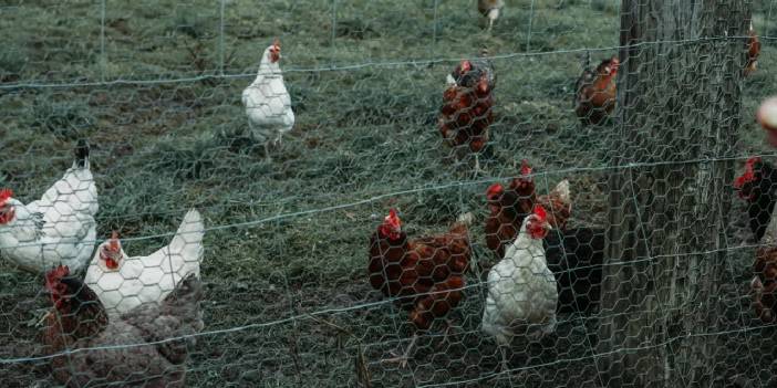 Almanya'da kuş gribi hızla yayılıyor! Yeni pandemi riski kapıda