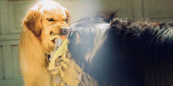Almanya'da köpek saldırıları: Resmi veriler en riskli ırkları ortaya koydu