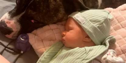 Aile dostu sandıkları köpek, yedi aylık bebeklerinin hayatını aldı