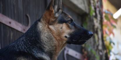 Kuzey Ren-Vestfalya'da 1 yaşındaki çocuğu köpek ısırdı, köpeğin sahibi kaçtı