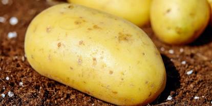 Almanya patates kıtlığı tehlikesiyle karşı karşıya