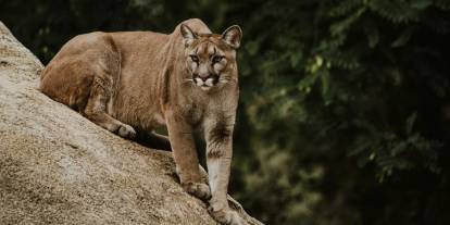Saksonya-Anhalt'ta serbest dolaşan puma alarmı: Yetkililer bölgede arama yapıyor