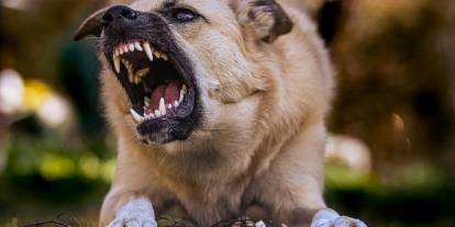 Münih’te parkta köpek dört yaşındaki çocuğu yüzünden ısırdı
