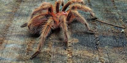 Köln'de gümrük memurları şoke oldu: Bisküvi ambalajlarına gizlenmiş 1500 tarantula bulundu