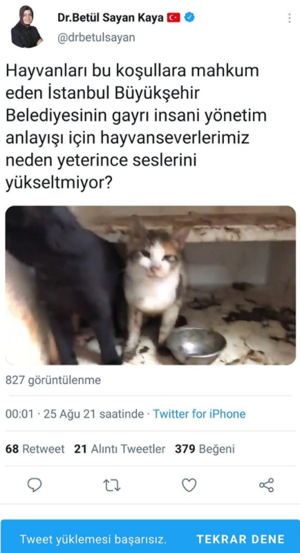 kedi.png