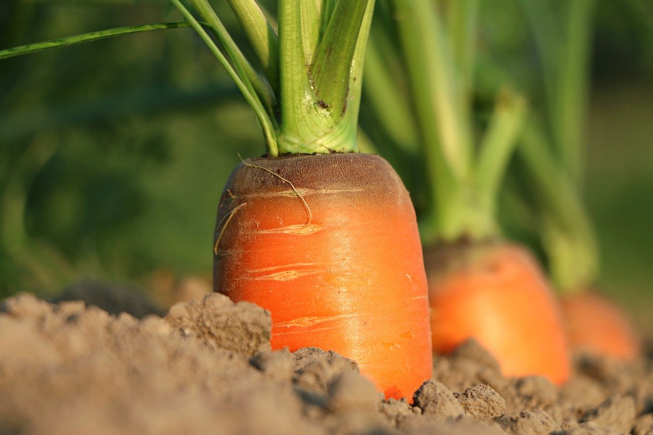carrot-g639546885-1280.jpg